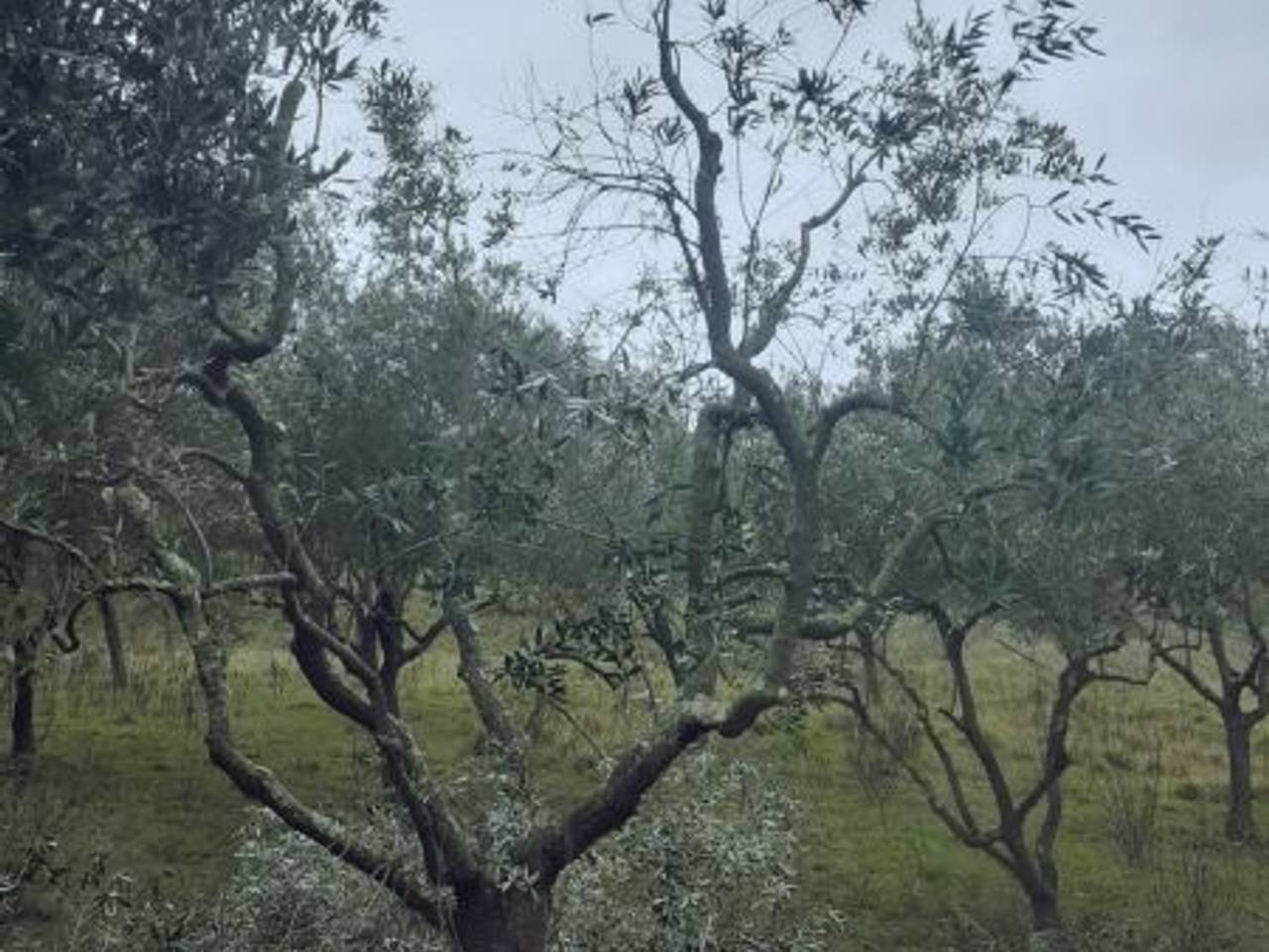 immagine annuncio 6 di 7