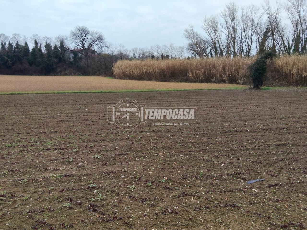 immagine annuncio 4 di 6