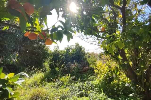 Terreno agricolo in Via Pastrengo, Mascalucia - Foto 1