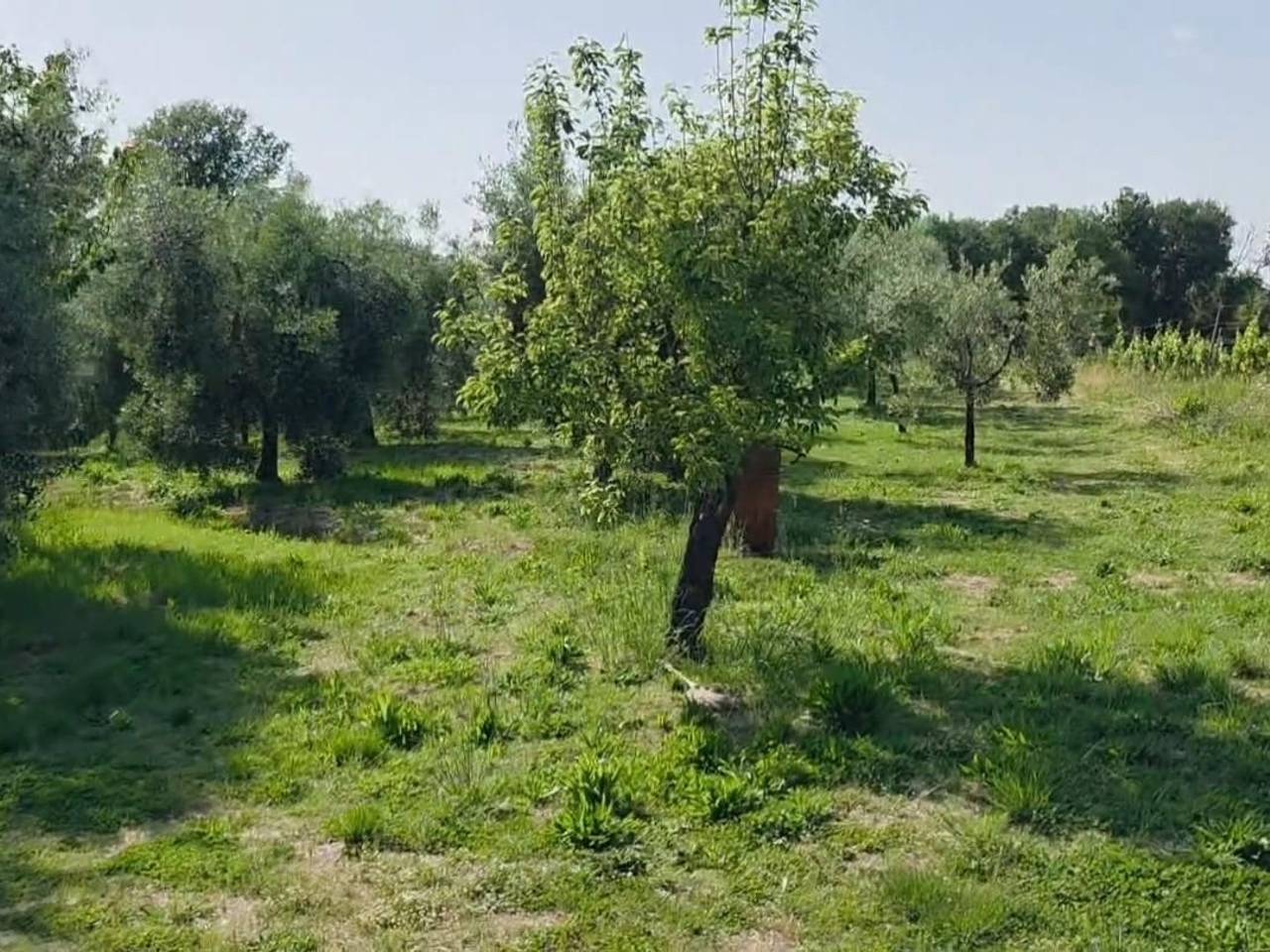 immagine annuncio 3 di 13