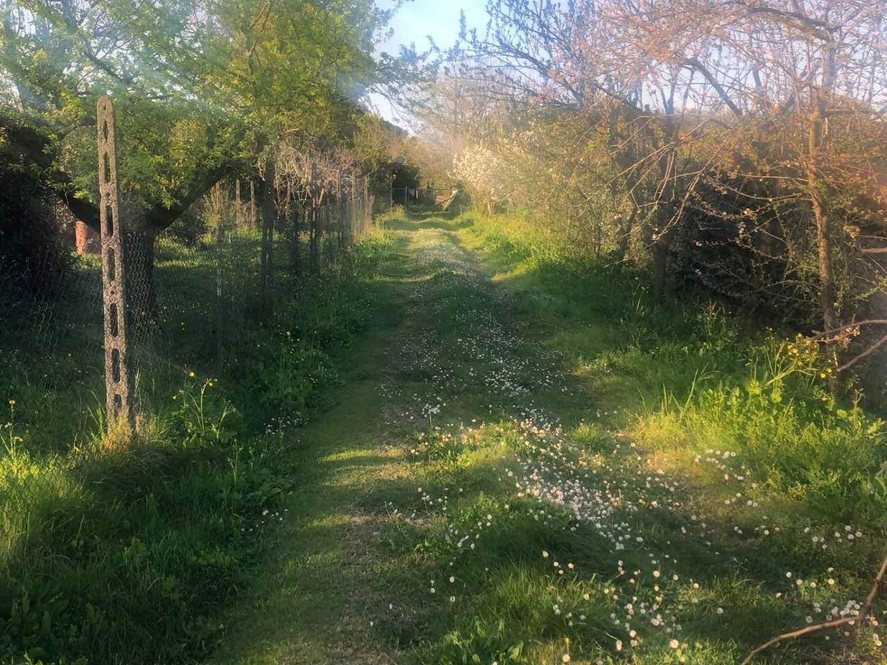 immagine annuncio 4 di 7