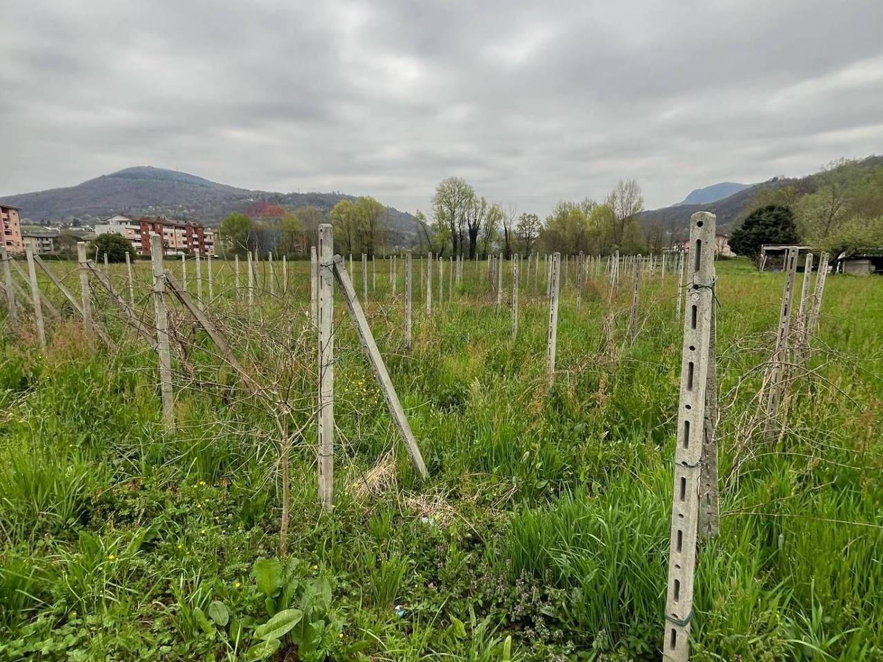 immagine annuncio 5 di 12