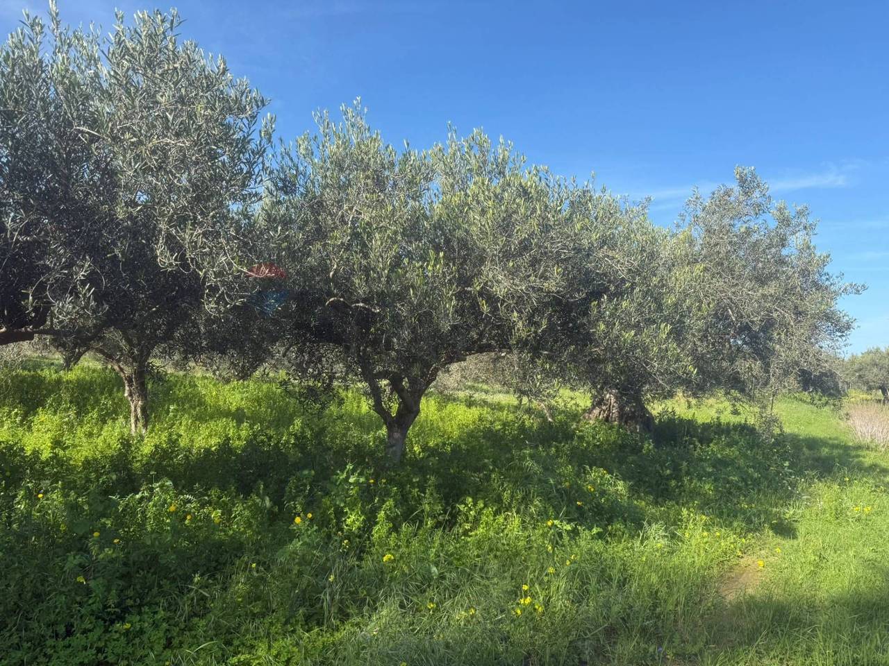 immagine annuncio 5 di 7