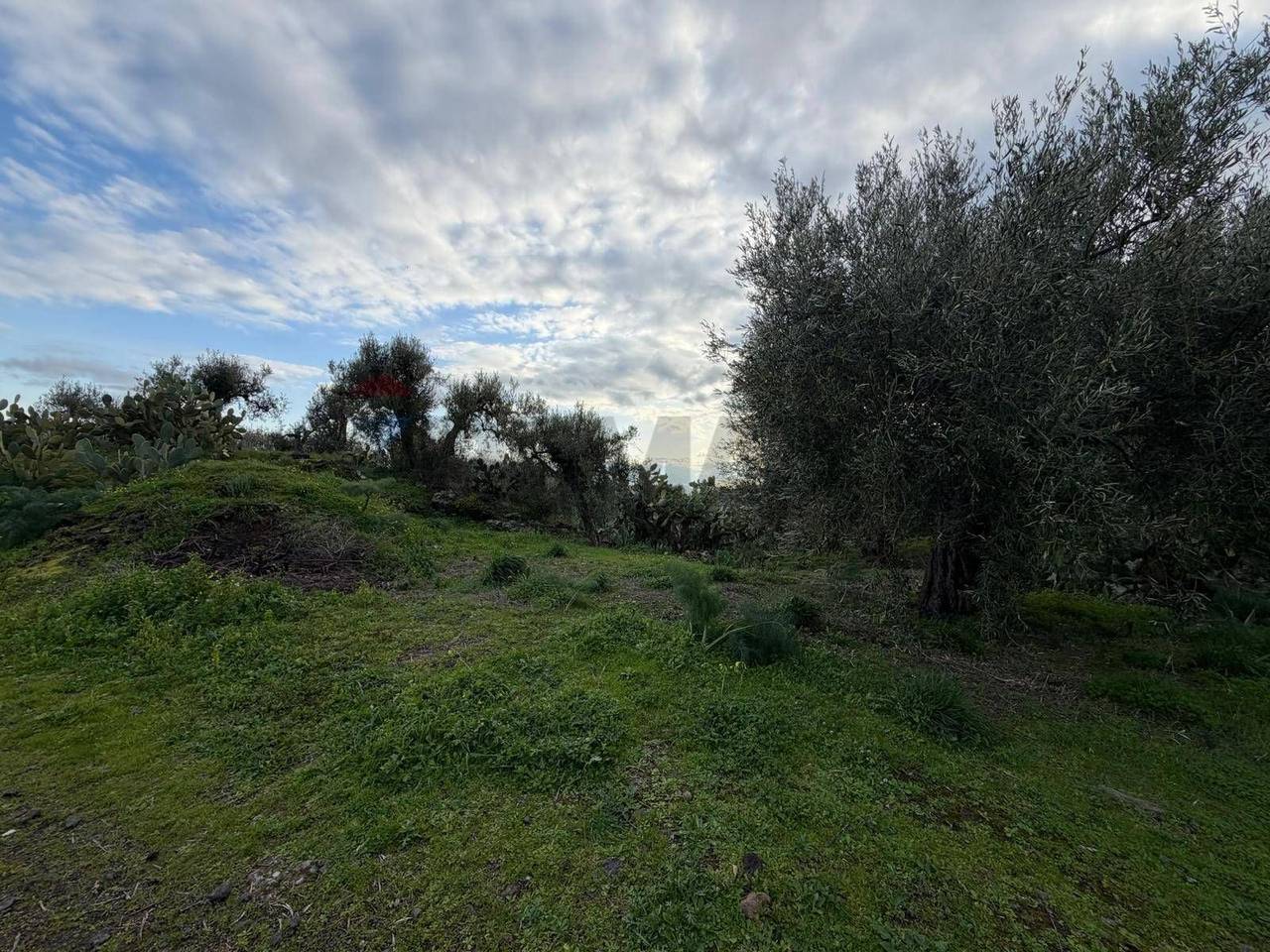 immagine annuncio 4 di 6