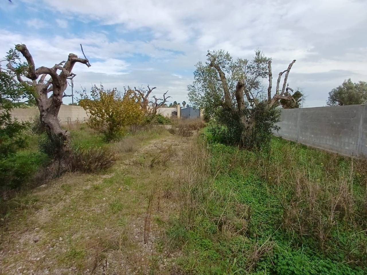 immagine annuncio 13 di 15