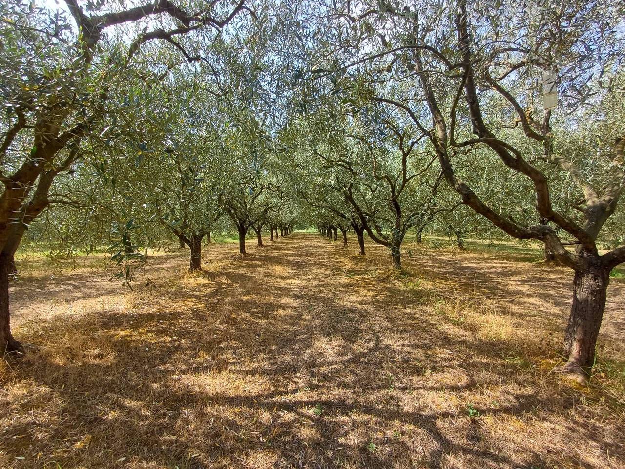 immagine annuncio 1 di 6