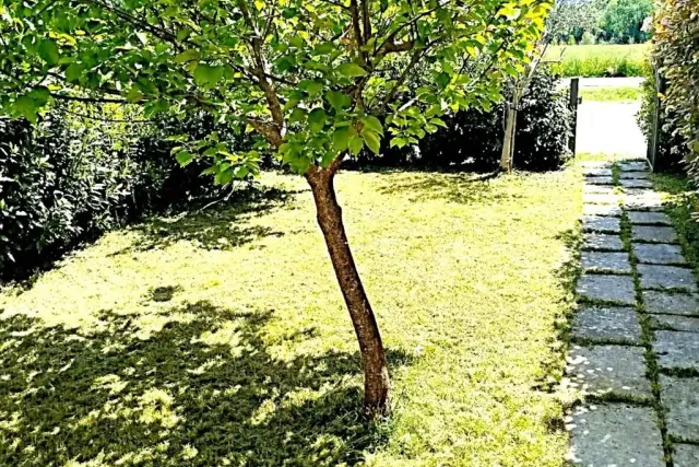 insertion image