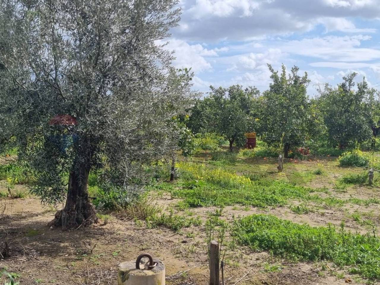 immagine annuncio 7 di 12