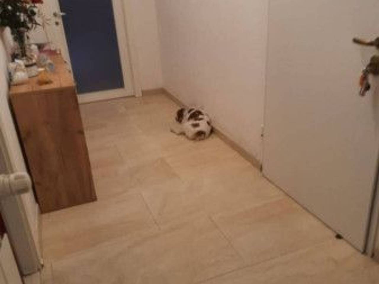 immagine annuncio 2 di 6