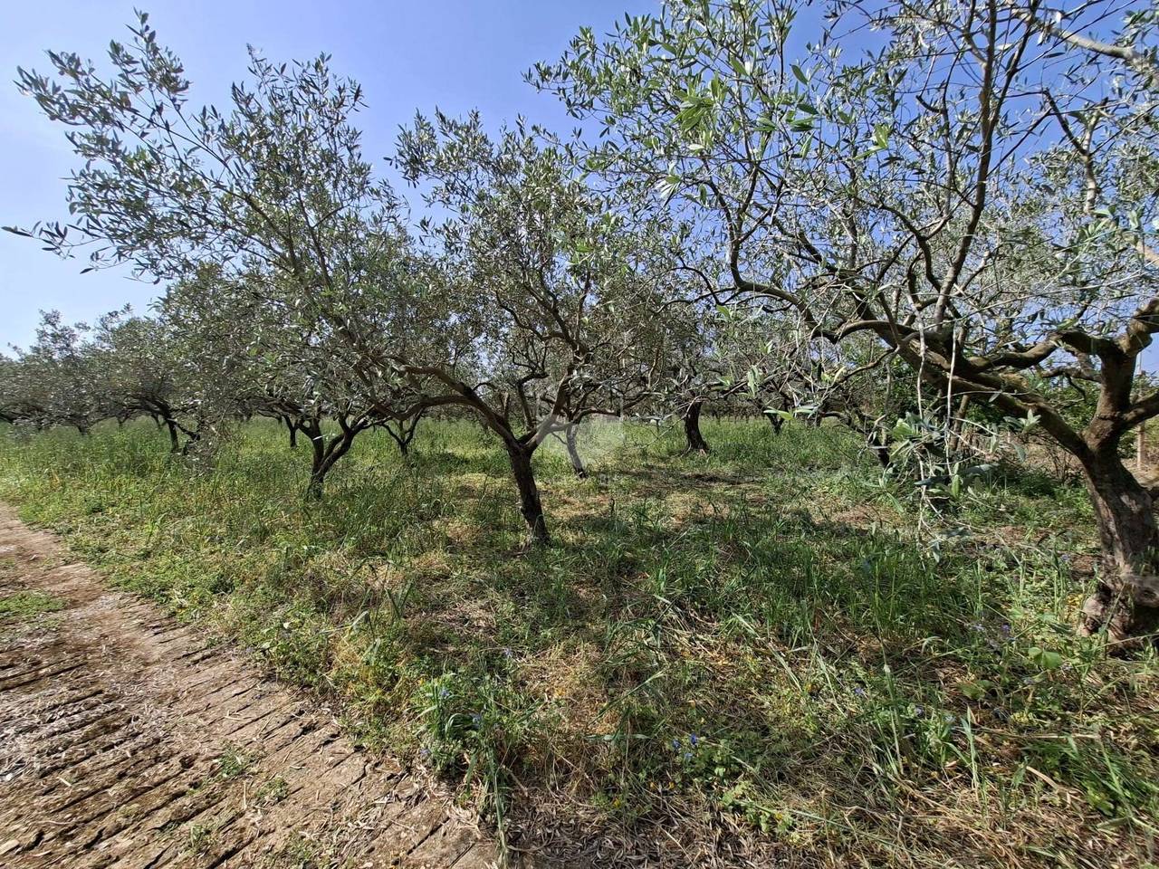 immagine annuncio 1 di 4