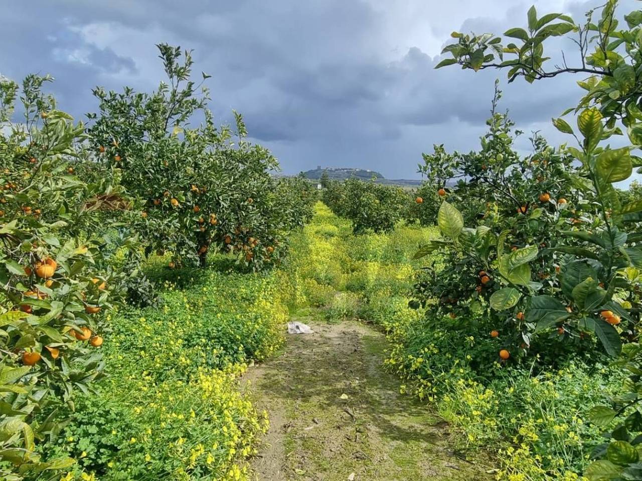 immagine annuncio 4 di 12