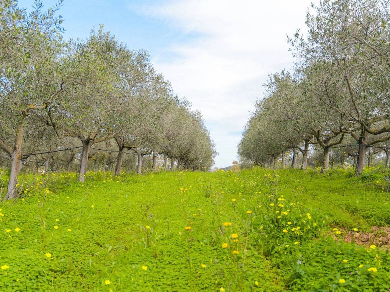 immagine annuncio 4 di 6