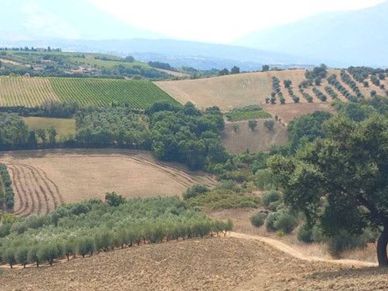 immagine annuncio 5 di 11