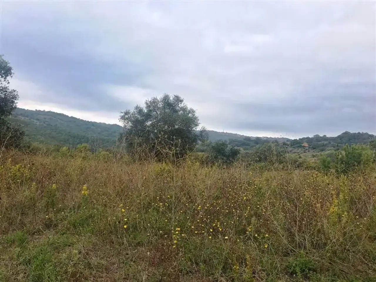 Azienda agricola in , Scansano, {3} - Foto 1