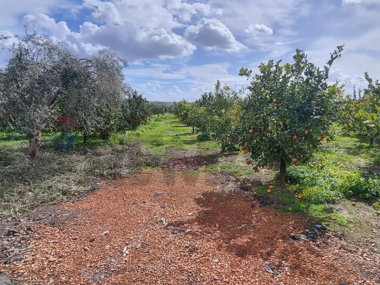 immagine annuncio 10 di 12