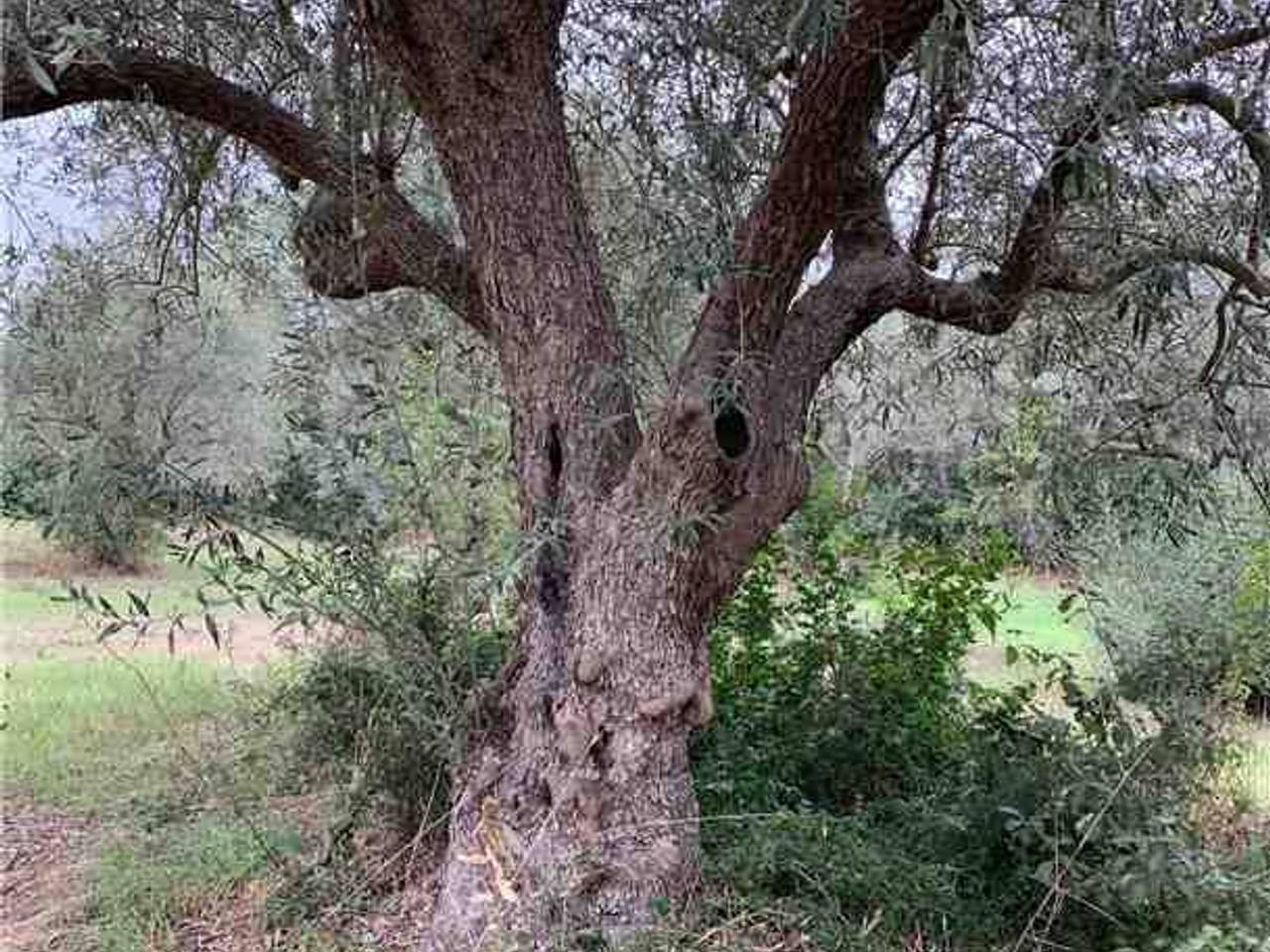 immagine annuncio 9 di 11