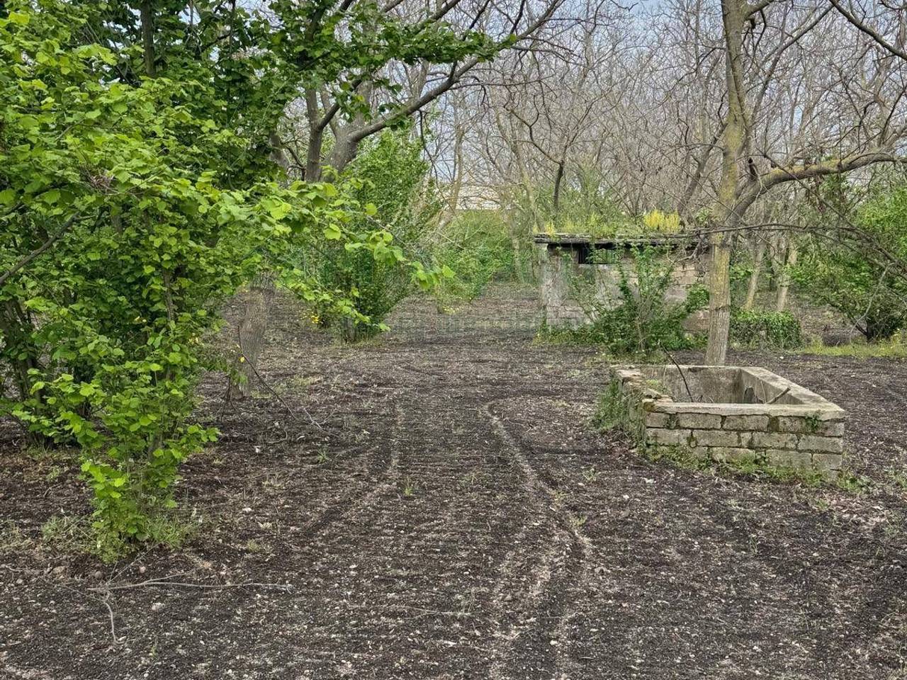 immagine annuncio 2 di 6