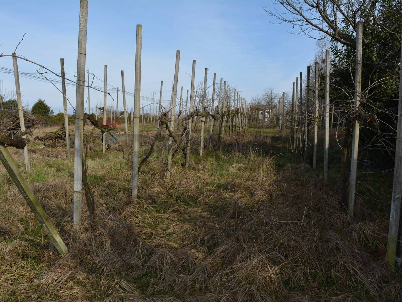 immagine annuncio 5 di 14