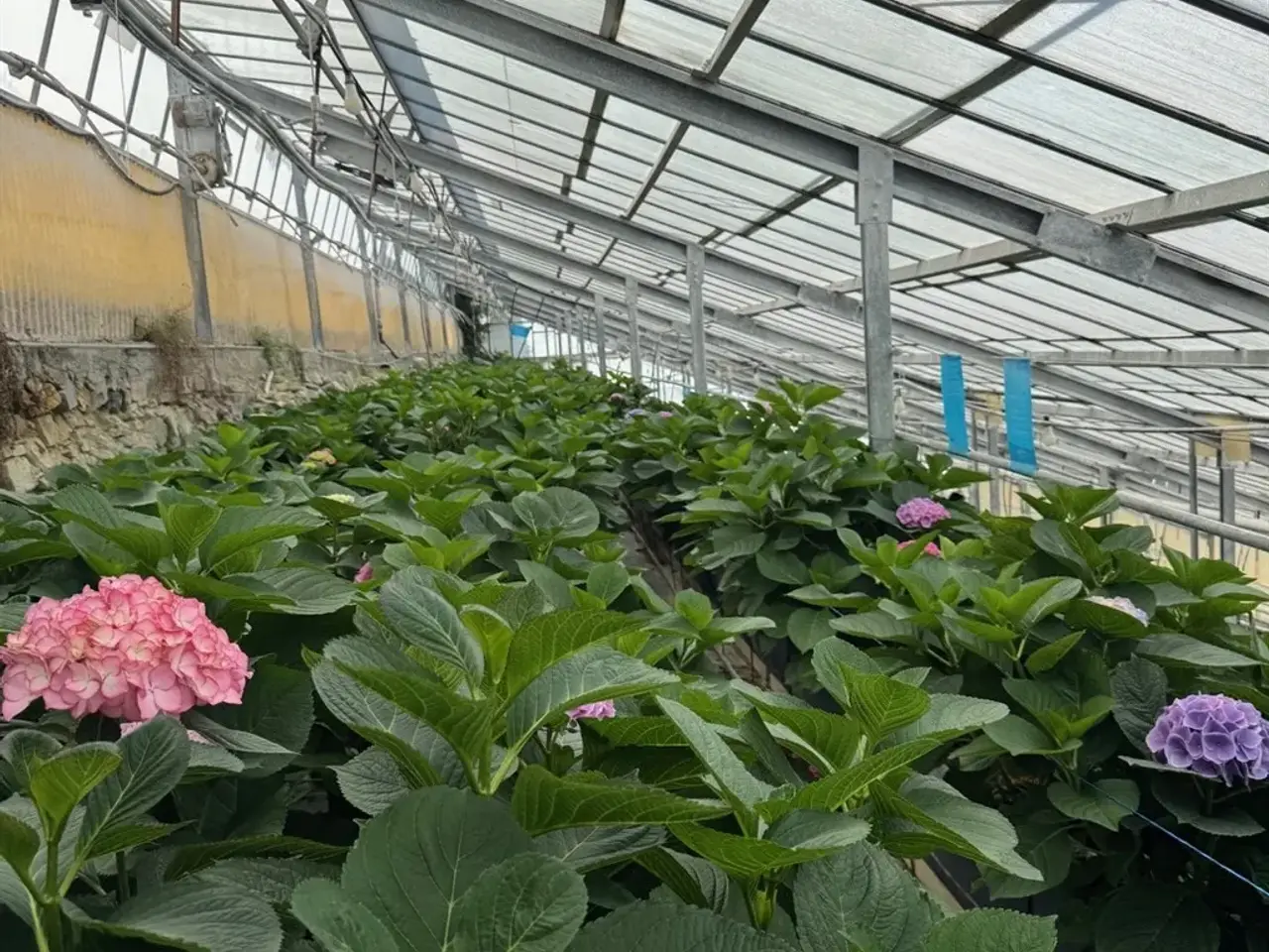Azienda in Via Roma, San Biagio Della Cima, {3} - Foto 2