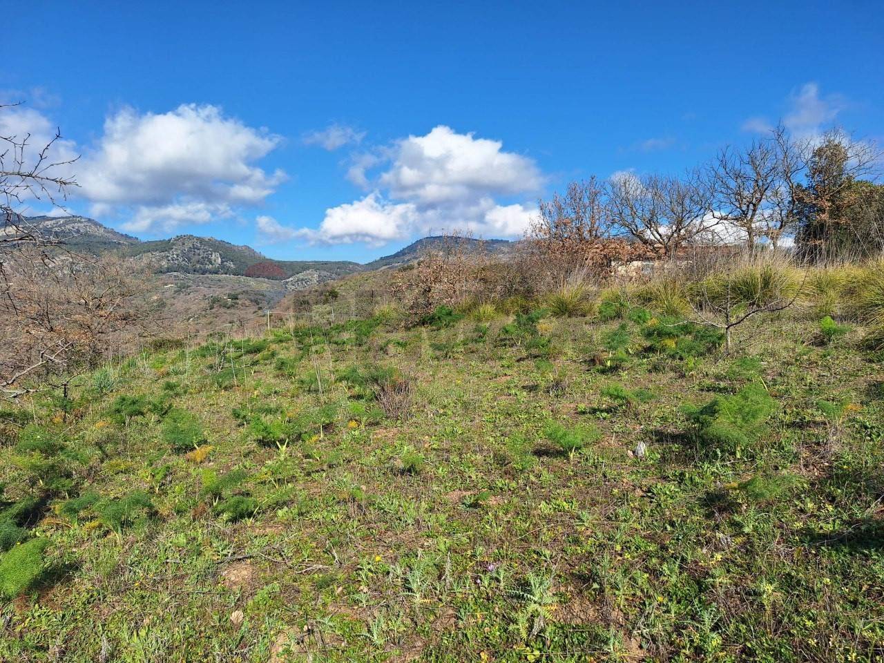 immagine annuncio 1 di 6