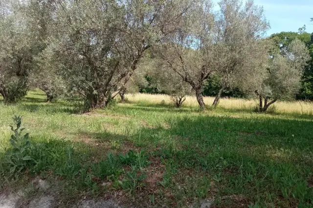 insertion image