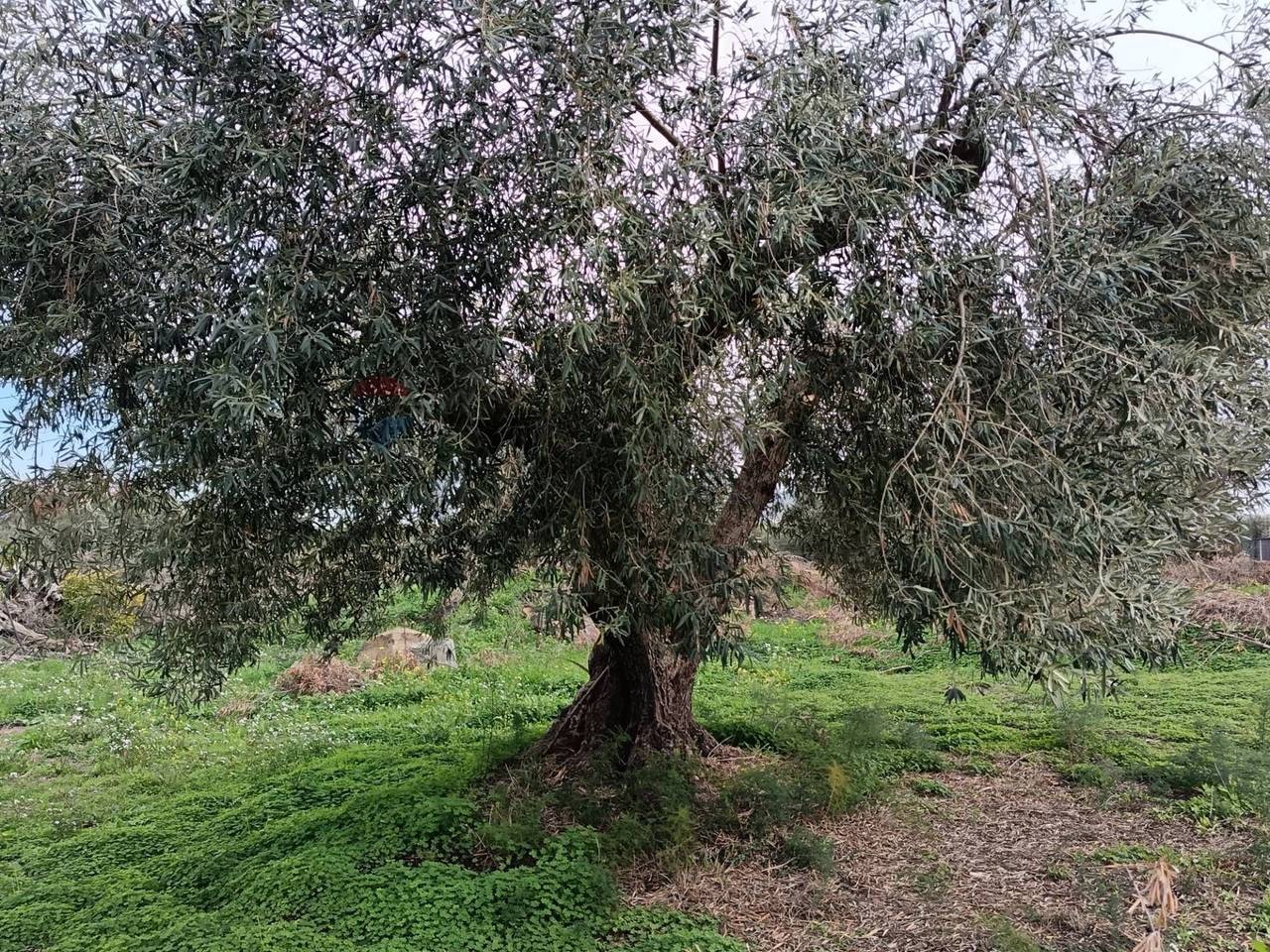 immagine annuncio 6 di 9