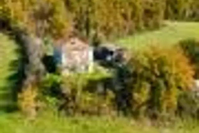 insertion image