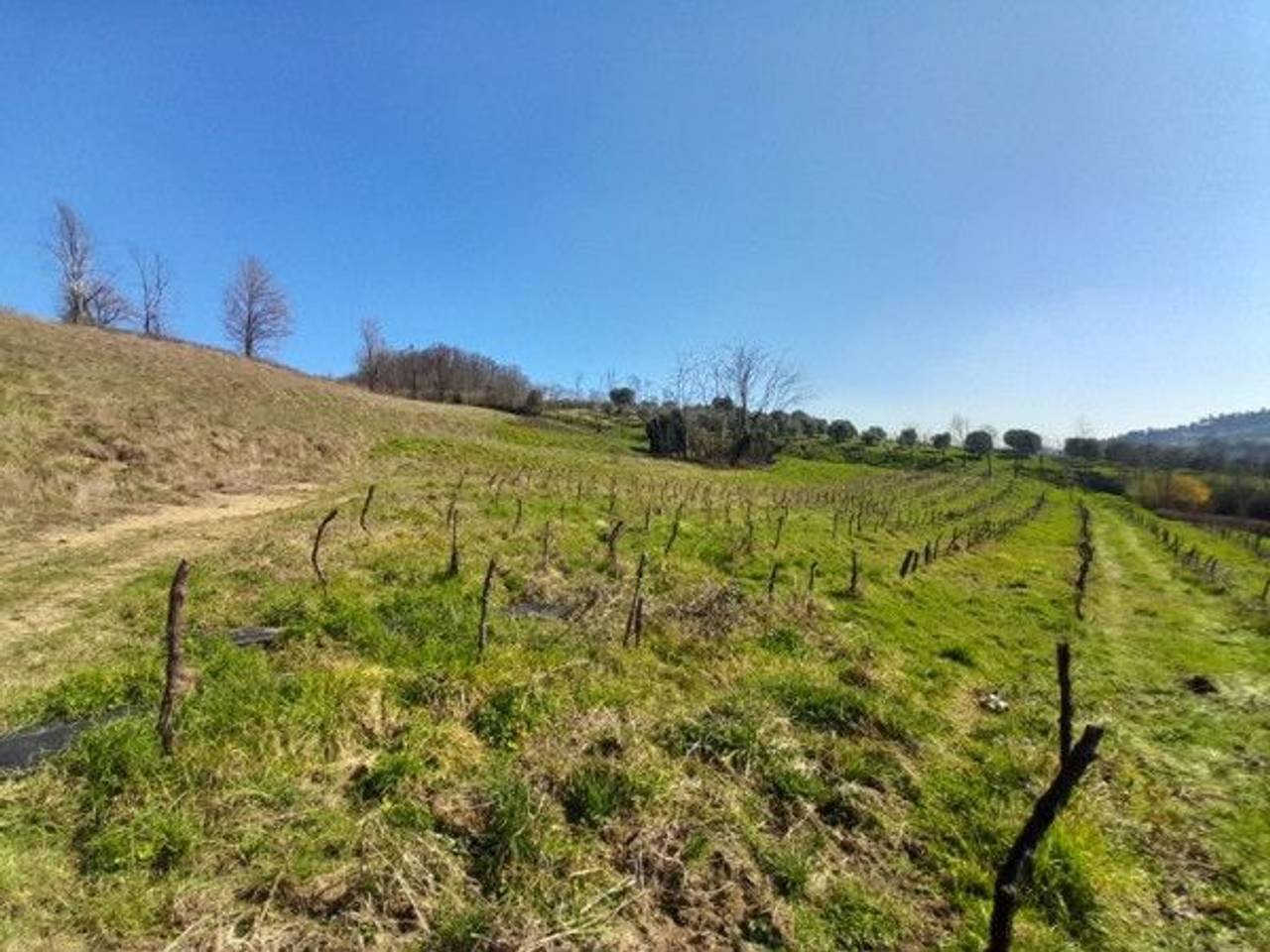 immagine annuncio 4 di 13