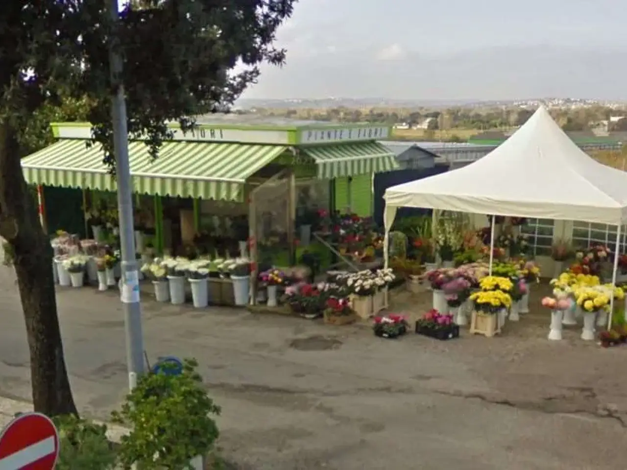 Piante e fiori in Via Buozzi, Falconara Marittima, {3} - Foto 1