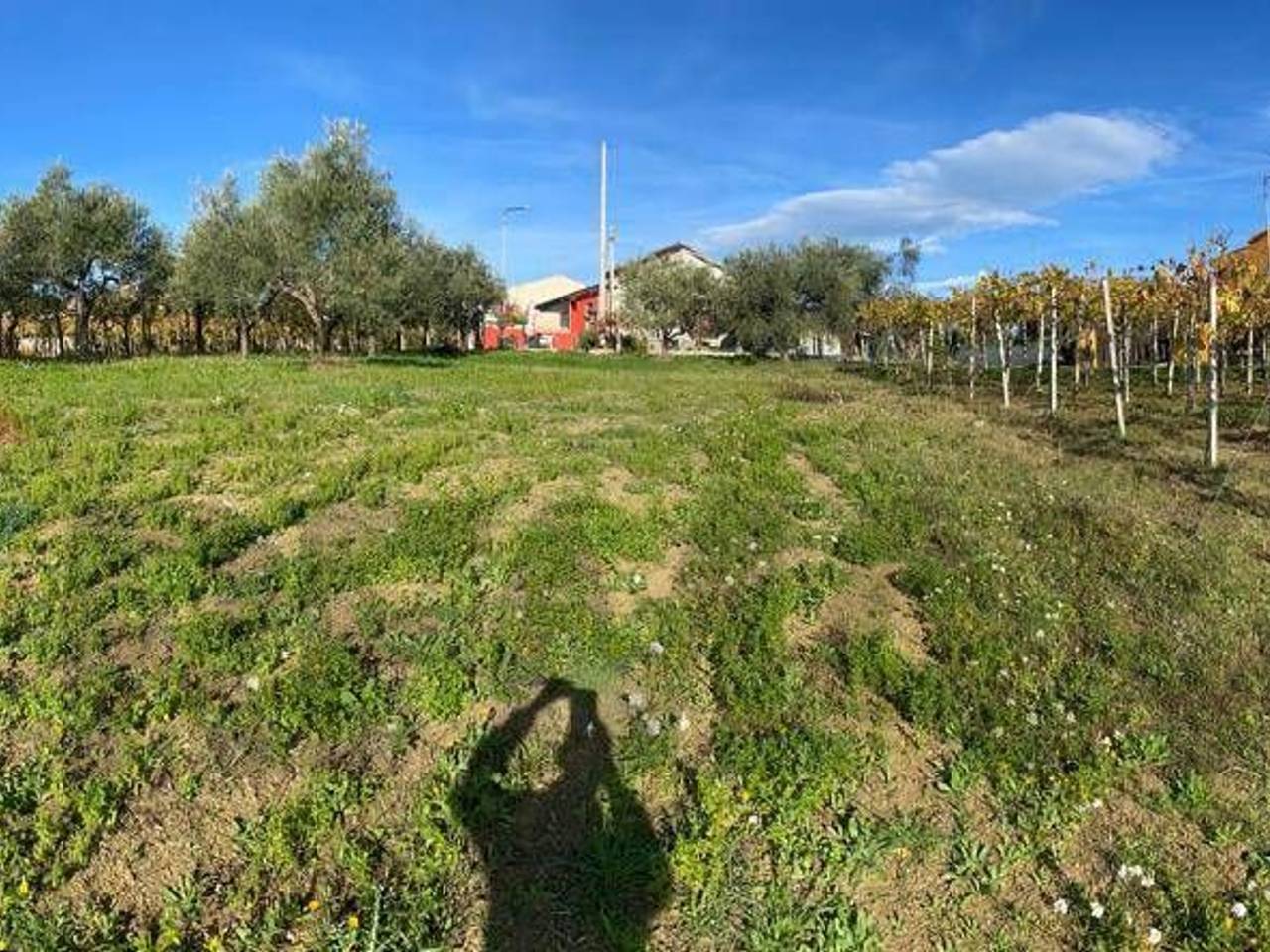 immagine annuncio 2 di 6