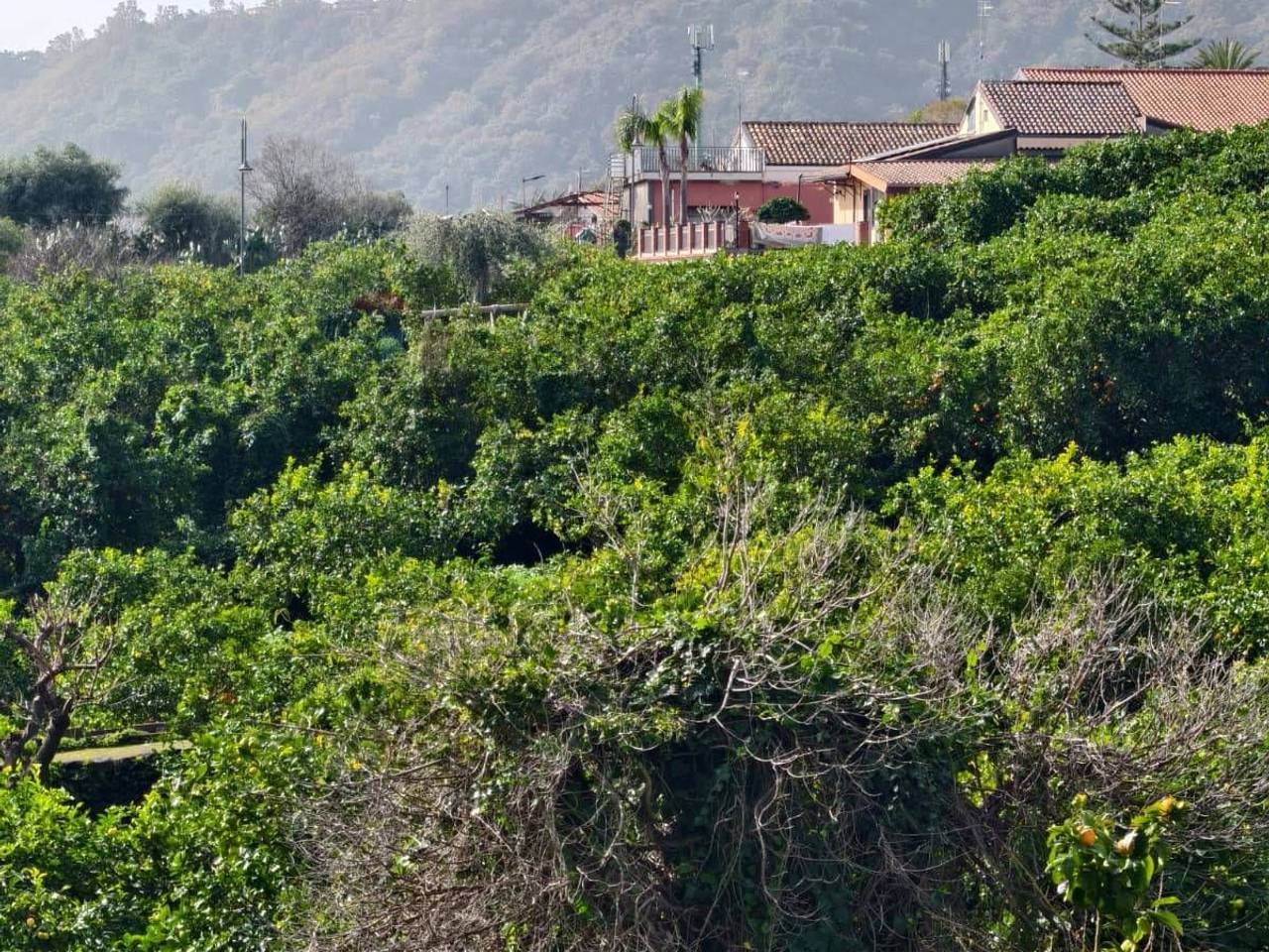 immagine annuncio 6 di 9