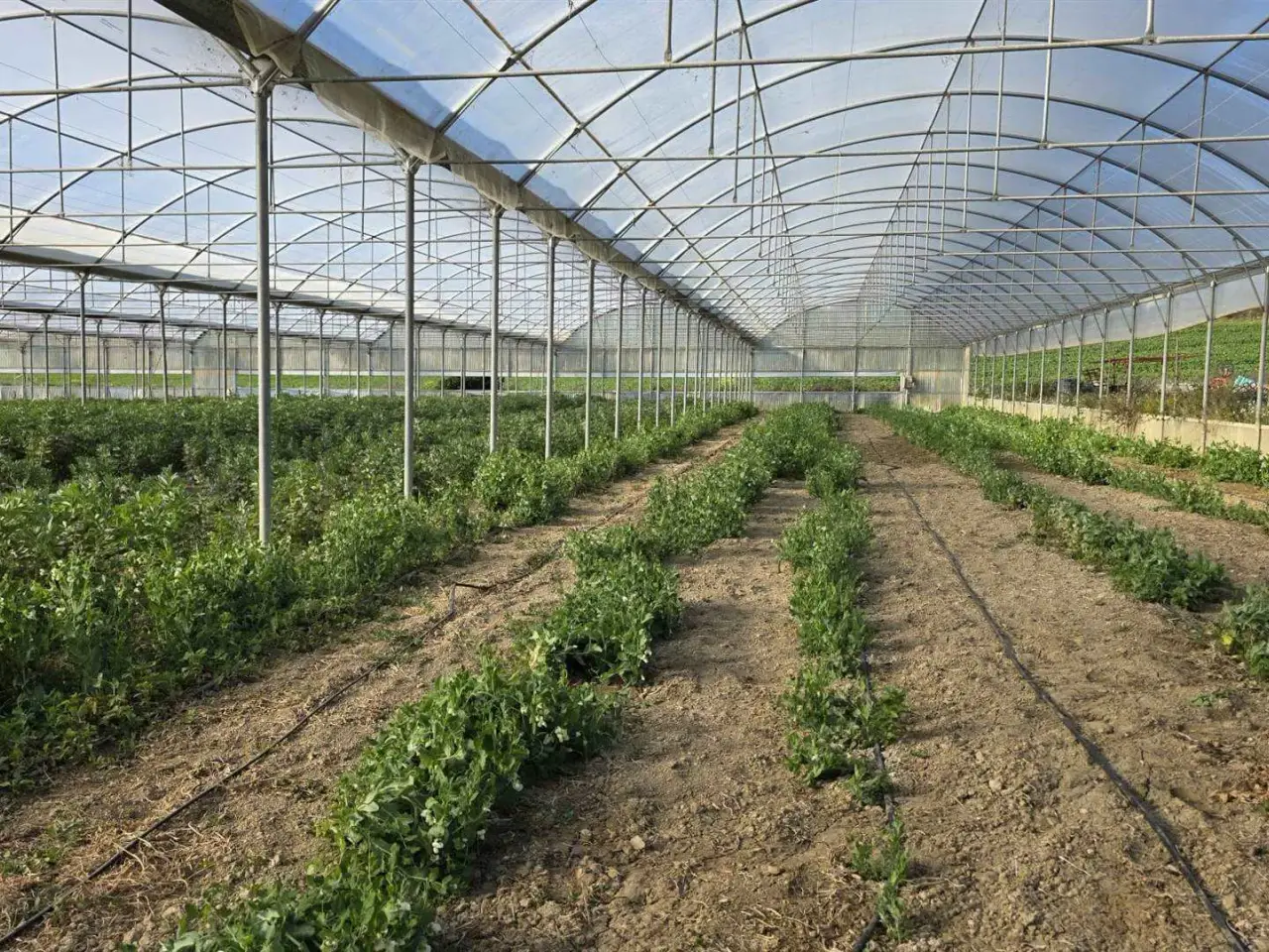 Azienda agricola in , Tarquinia, {3} - Foto 1