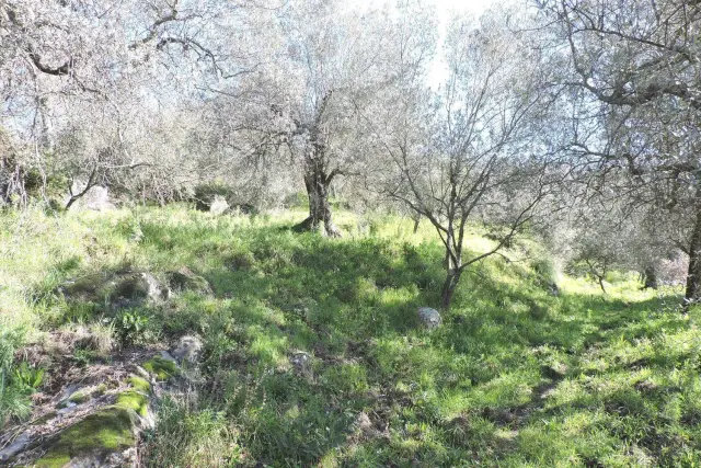 Terreno agricolo in Ponte S.N.C, Sessa Aurunca - Foto 1