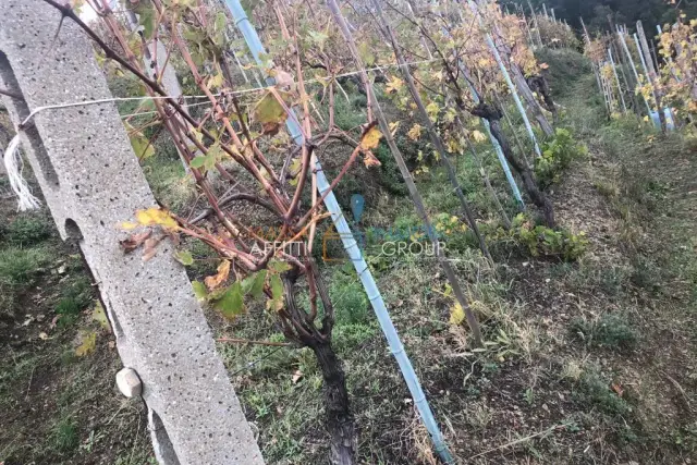 Terreno agricolo in Via dell'Uva 16, Massa - Foto 1