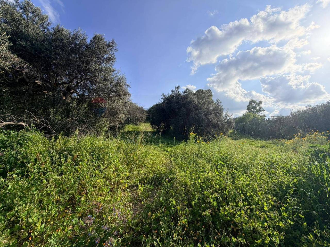 immagine annuncio 11 di 14