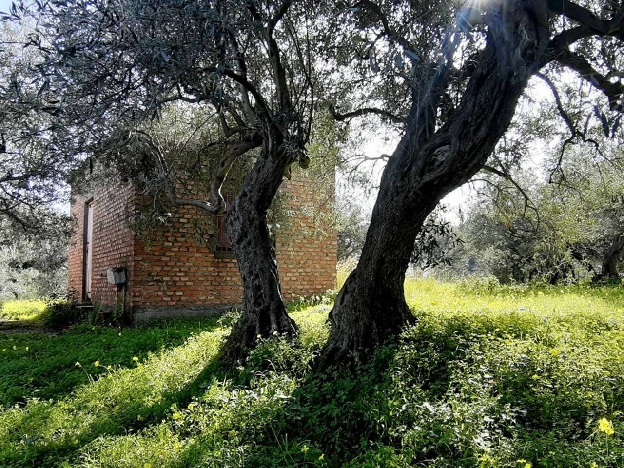 immagine annuncio 4 di 8