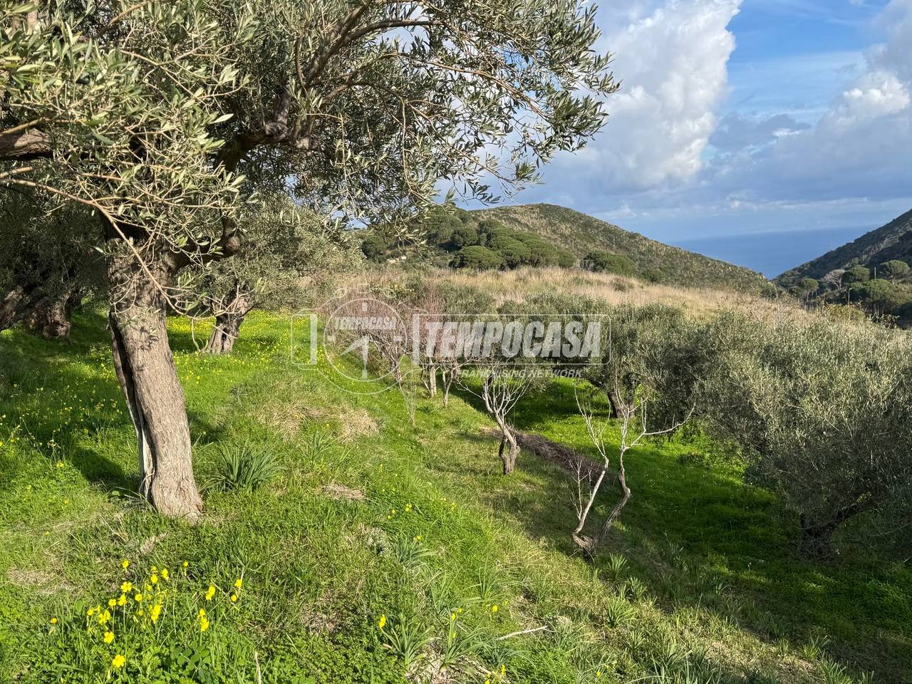 immagine annuncio 5 di 11