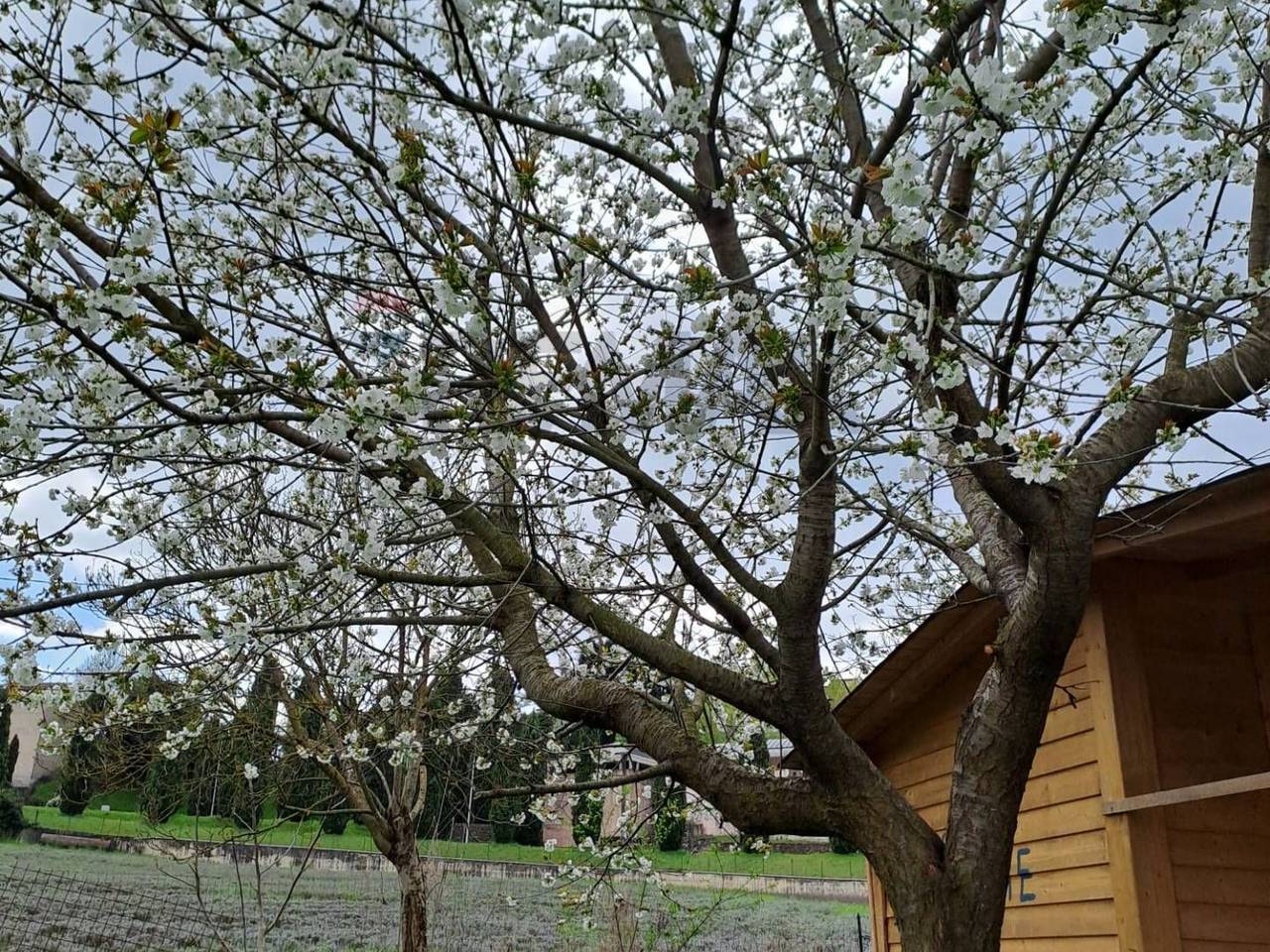 immagine annuncio 1 di 7