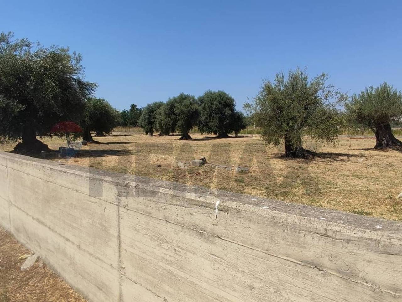 immagine annuncio 5 di 8