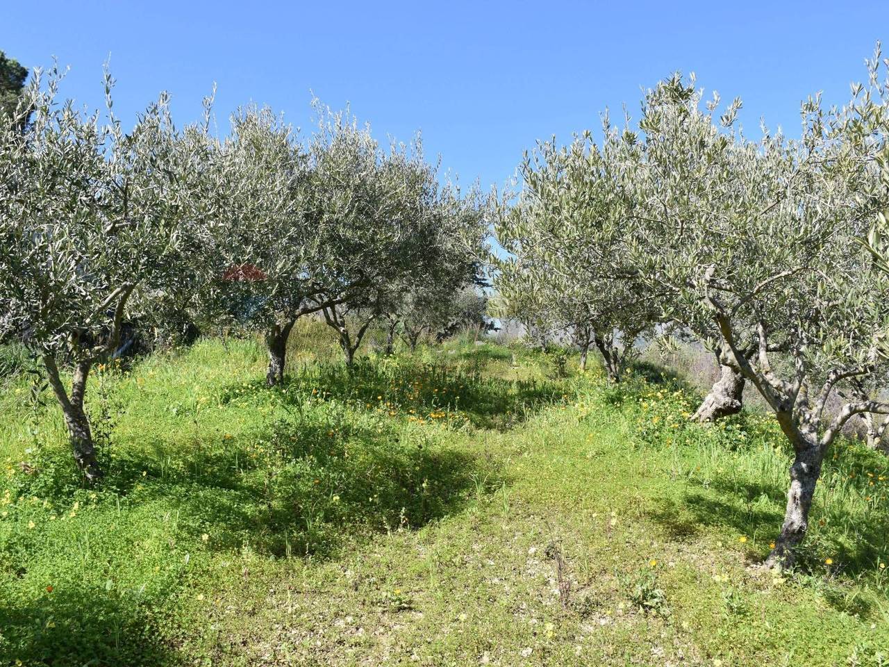 immagine annuncio 2 di 14