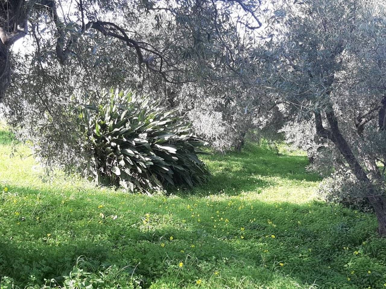 immagine annuncio 7 di 8