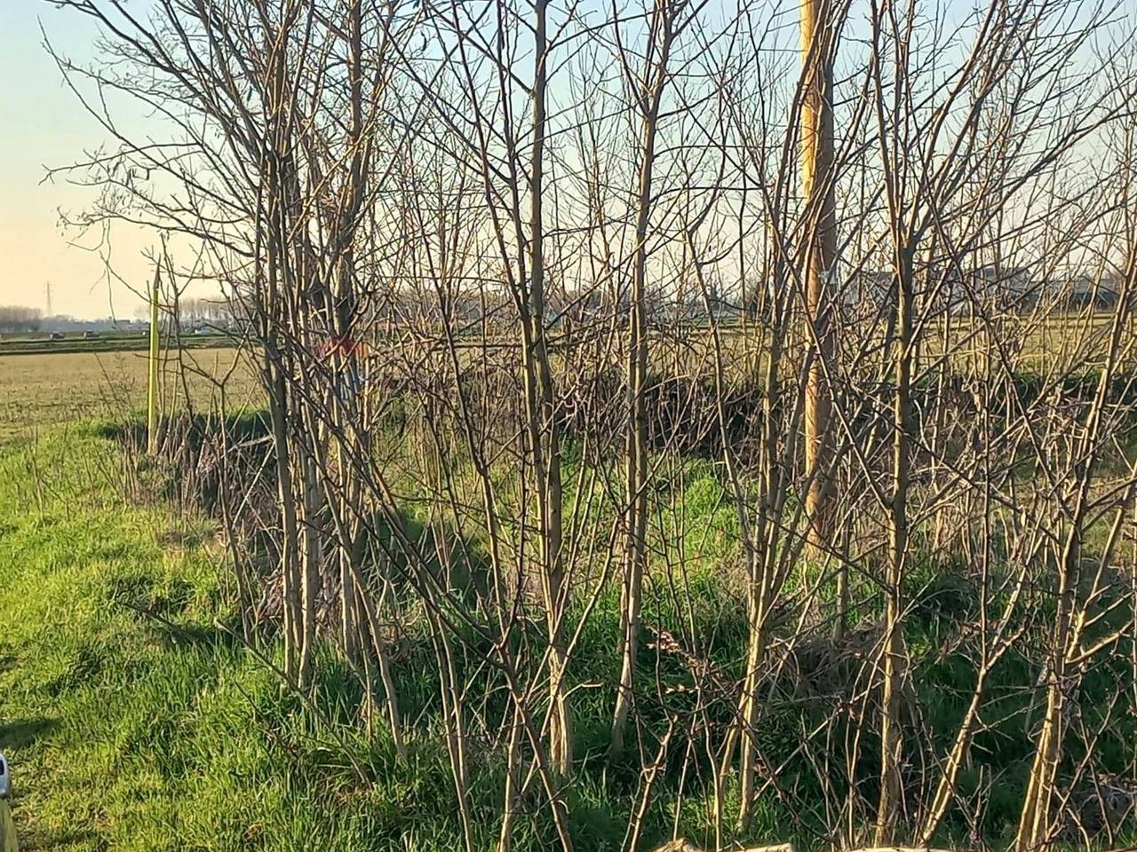 immagine annuncio 5 di 14