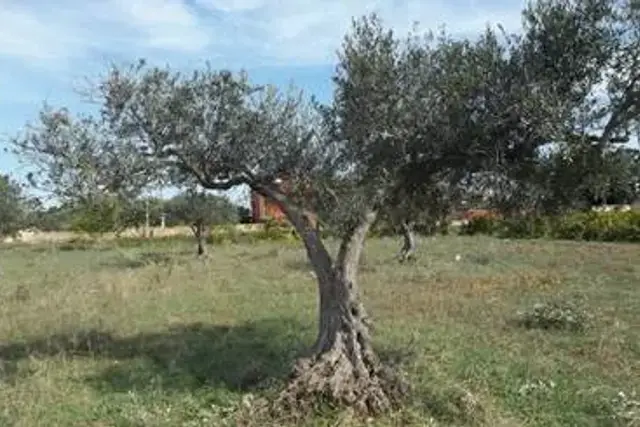 insertion image