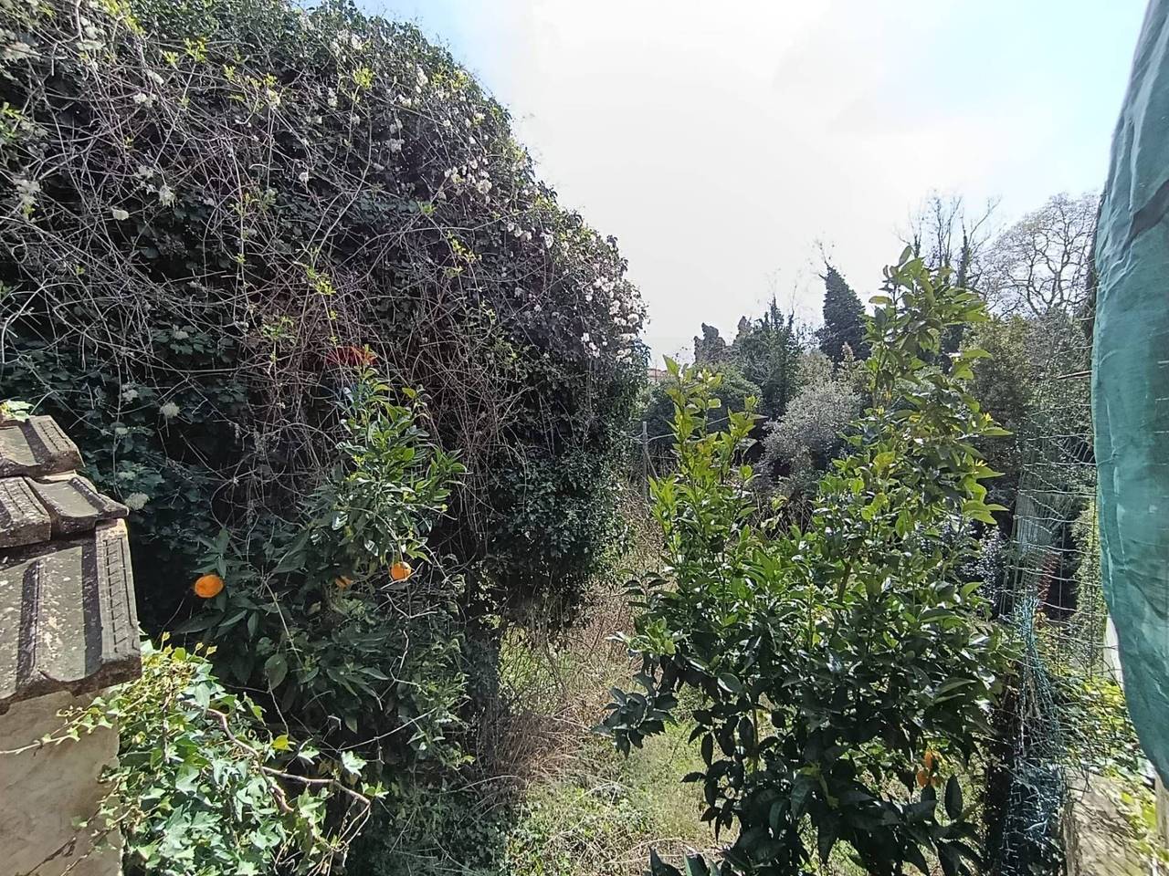 immagine annuncio 6 di 7