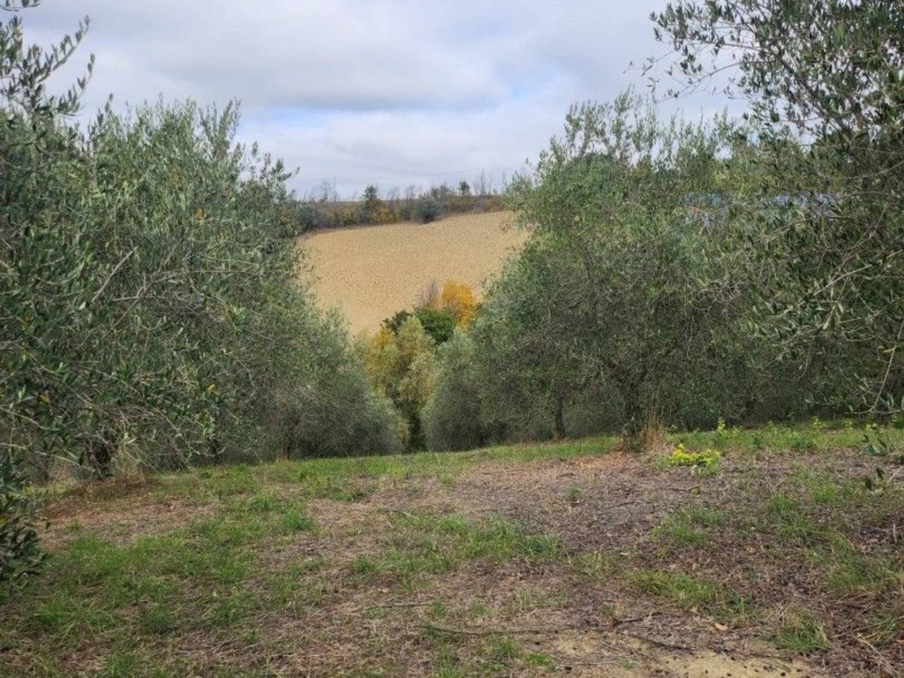 immagine annuncio 3 di 7