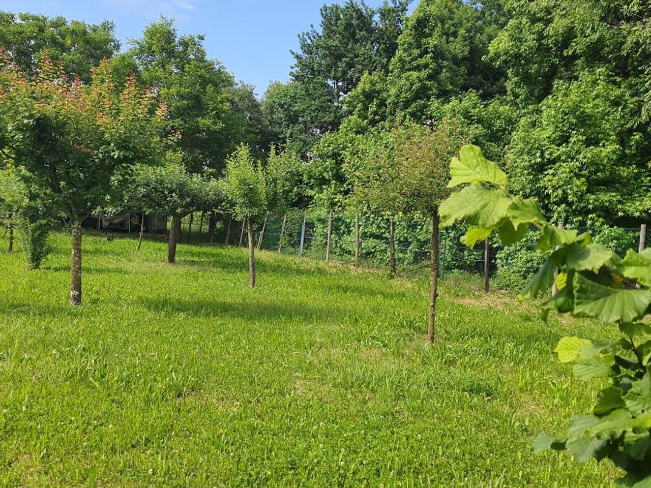 immagine annuncio 7 di 15