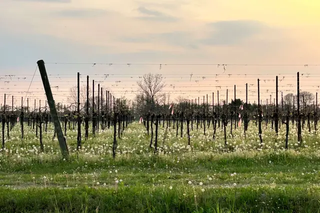 Terreno agricolo in Via Roma 1, Sacile - Foto 1