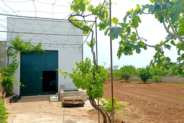 Terreno agricolo in Strada Vicinale Codarsa, Spongano - Foto 1