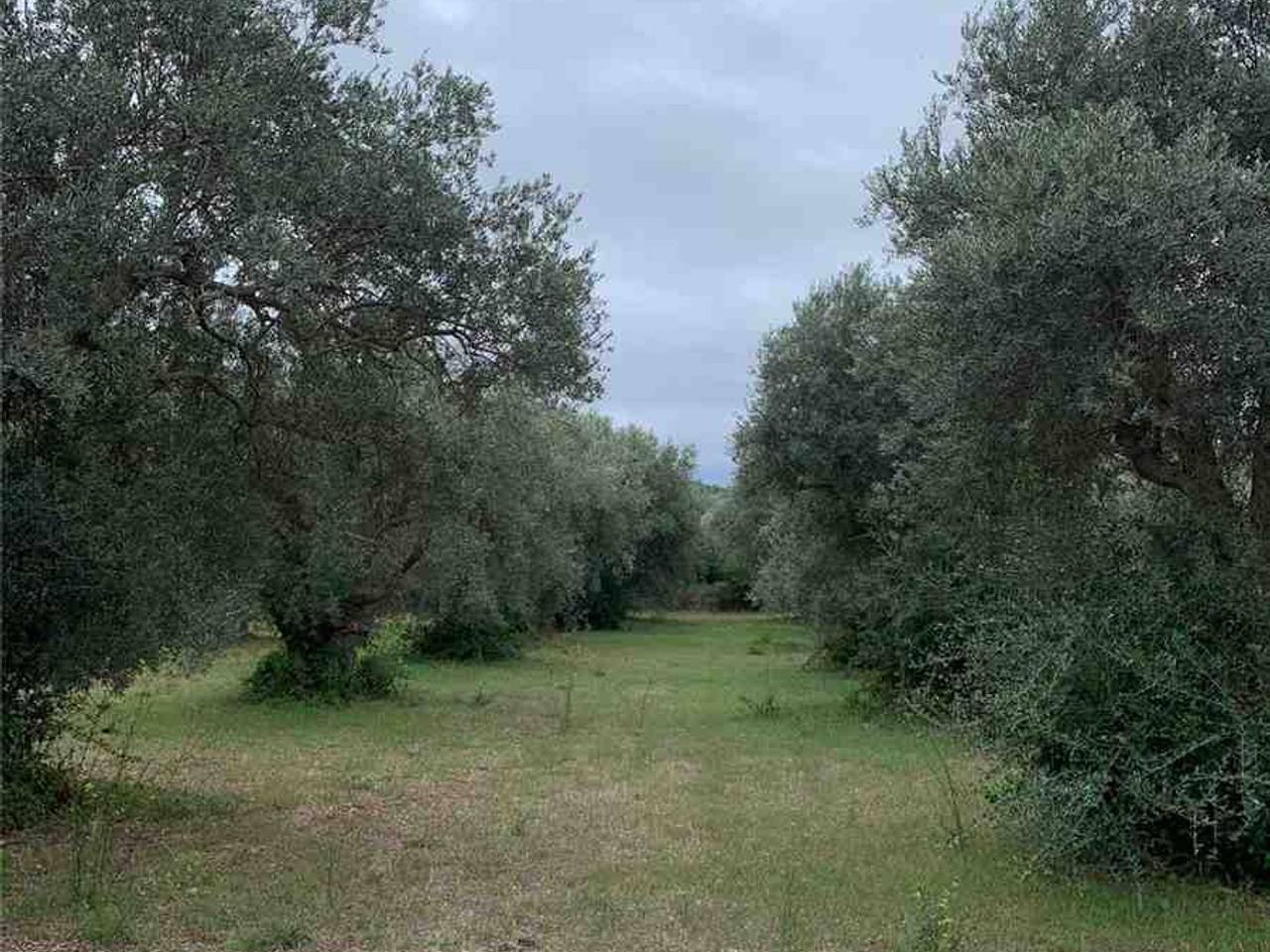 immagine annuncio 7 di 11