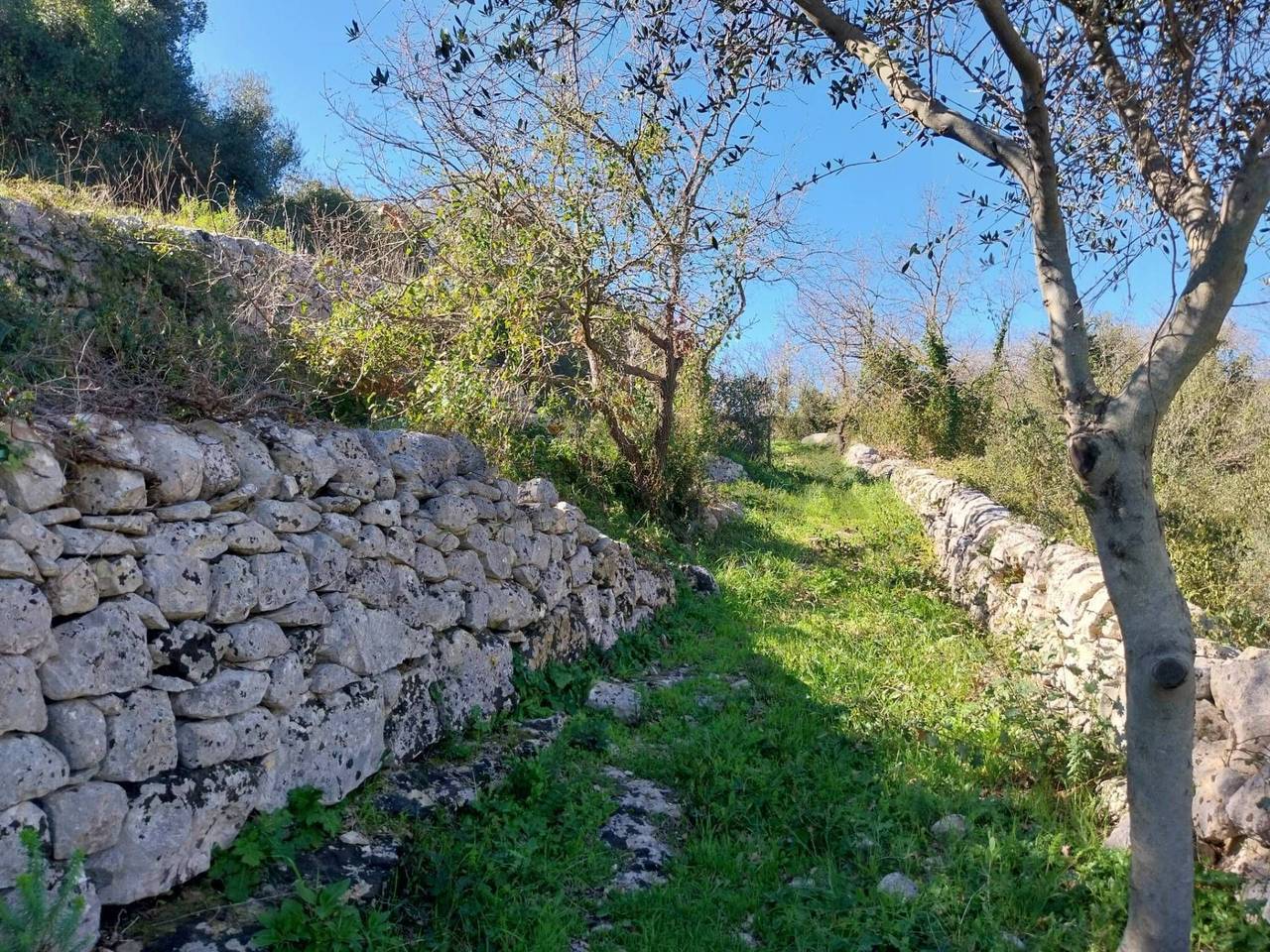 immagine annuncio 1 di 14